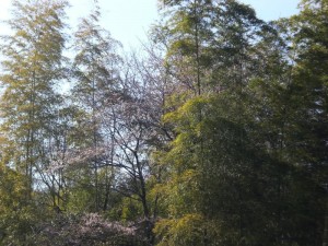 竹竹桜竹竹竹 竹竹桜竹竹竹